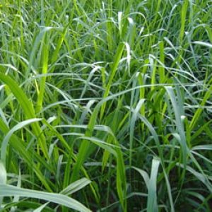 Brachiaria Brizantha Cv Brs Piatã – Jc Maschietto