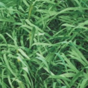 Brachiaria Brizantha Cv Marandu (braquiarão) – Jc Maschietto