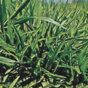 Brachiaria Ruziziensis Cv. Brachiaria Ruziziensis – Jc Maschietto