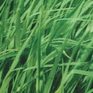 Panicum Maximum Cv Mombaça – Jc Maschietto