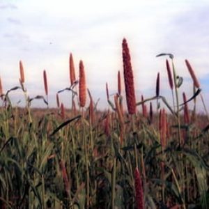 Pennisetum Glaucum – Cultivar Brs 1501 Milheto – Jc Maschietto