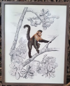 Quadro com moldura Macaco-Prego – Tamanho 47×27 cm bordado à mão