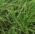 Panicum Maximum Cv Massai – Jc Maschietto