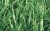 Panicum Maximum Cv Tanzânia-1 – Jc Maschietto